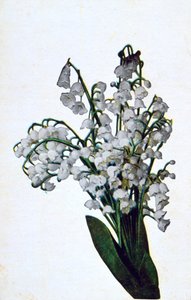 Snowdrop, cartão postal francês da flor, c1900 de Unbekannt