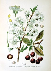 Cereja ácida, 1893 de Unbekannt
