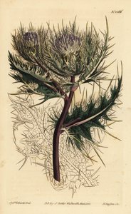 Spiniest thistle, Cirsium spinosissimum (Cnicus spinosissimus de cabeça emplumada, Cnicus spinosissimus) de Unbekannt