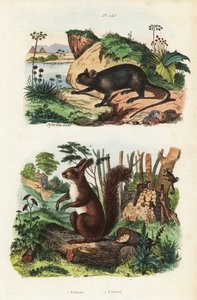 Rato espinhoso, Echimys chrysurus 1, e esquilo vermelho eurasiático, Sciurus vulgaris 2 de Unbekannt