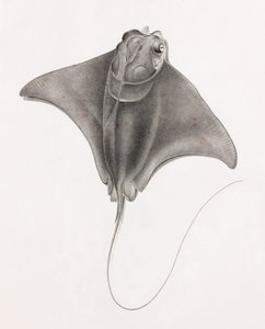 Stingray, vista de perto de cima de Unbekannt