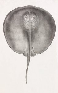 Stingray, vista frontal de perto de Unbekannt
