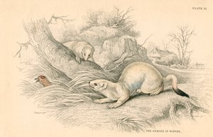 Stoat Mustela erminea, membro da família doninha, 1828 de Unbekannt