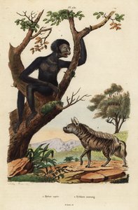 Hiena listrada, Hyaena hyaena 1, e siamang, Symphalangus syndactylus, em perigo de extinção 2 de Unbekannt
