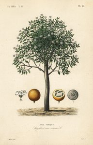 Estricnina, Nux vômica, Nux vômica, Noix vômica, Strychnos nux vômica, Strychnos vômica de Unbekannt
