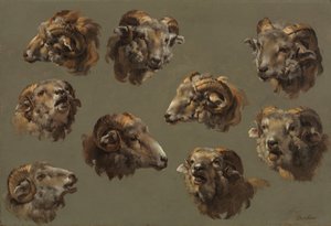 Estudos de Ram Heads, 1700. de Unbekannt