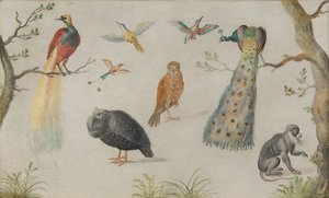 Estudo de pássaros e macacos, 16601670. de Unbekannt