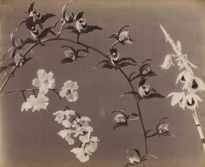 Estudo de orquídeas, c. 1870s. de Unbekannt