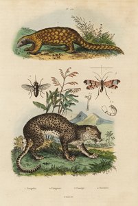 Sunda pangolin, Manis javanica, criticamente em perigo 1, leopardo, Panthera pardus 4, mosca cavalo, Tabanus rostratus 3, mosca escorpião, Panorpa communis 3 de Unbekannt