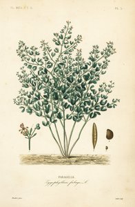 Feijão-caper sírio, Zygophyllum fabago, Fabagelle de Unbekannt