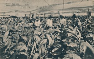 Tabaco sob toldo. Tabaco cultivado à sombra - Cuba, c1900 de Unbekannt