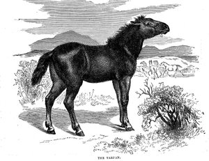 Tarpan, 1884 de Unbekannt