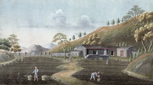 Plantação de chá, China, século XIX de Unbekannt