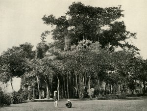 A árvore Banyan, Barrackpore, 1870, 1925. de Unbekannt