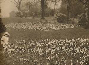 O tapete de açafrão da primavera, c1935. de Unbekannt