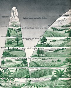 As diferentes zonas de vegetação, 1935 de Unbekannt