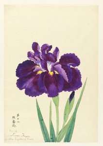 The Fighting Bear (Kuma Funjin), No. 12, ca. 1910 de Unbekannt