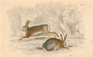 O Hare Lepus europaeus, 1828 de Unbekannt