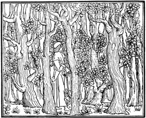 O Amante na Madeira, 1499 1964 de Unbekannt