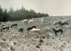 Os pôneis da Manchúria em Quail Island, Port Lyttelton, c1907, 1909 de Unbekannt