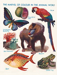 A maravilha da cor no mundo animal, 1935 de Unbekannt