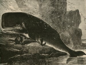 A Baleia-esperma, 1882. de Unbekannt