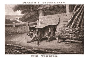 O Terrier, 1924. de Unbekannt