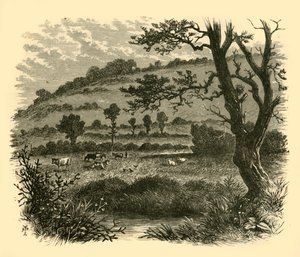 Thistledon, 1898. de Unbekannt