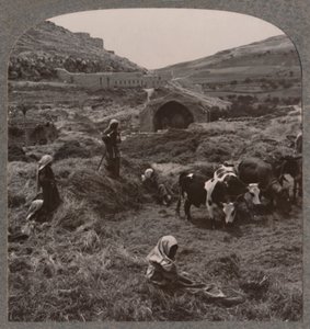 Debulha de grãos próximo a Jacobs Well, c1900 de Unbekannt
