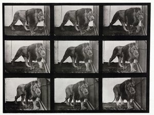 Fotografias de um leão a andar na sua gaiola de Unbekannt