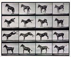Fotografias de pontapés de mula com lapso de tempo de Unbekannt