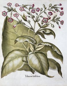 Fábrica de tabaco, 1613 de Unbekannt