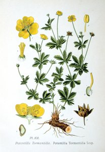 Tormentil, 1893 de Unbekannt
