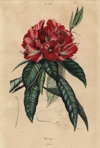 Rododendro de árvores, Rhododendro arbóreo de Unbekannt