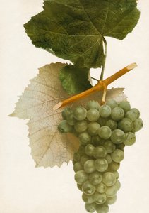 Triunfo, 1908. de Unbekannt