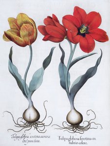 Tulipas, 1613 de Unbekannt