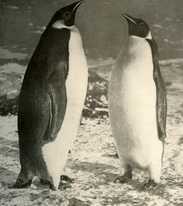 Dois pinguins-imperador, c1908, 1909. de Unbekannt