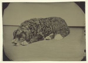 Cão sem título, 185099. de Unbekannt