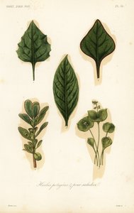 Folhas de hortaliças e saladas, ervilhas potageres et pour salades de Unbekannt