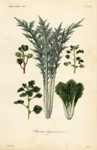 Legumes, legumes e leguminosas de Unbekannt