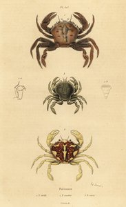 Caranguejo veludo, Necora puber 1, caranguejo marmoreado, Liocarcinus marmoreus 2, e Pennant