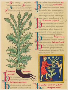 Verbena ou Vervain, 1947 de Unbekannt