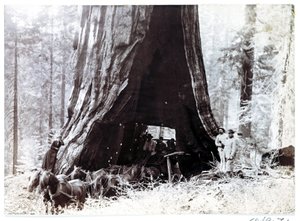 Vagão passando por uma árvore gigante, América do Norte, c 1900 de Unbekannt