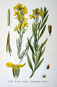 Wallflower, 1893