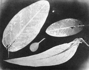 Foto fixa com água Quatro folhas, verão 1839 de Unbekannt