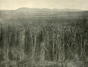 Campo de trigo, Canning Downs, Queensland, 1901. de Unbekannt