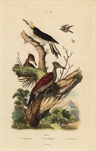 Pica-pau branco, Melanerpes candidus, pica-pau pigmeu filipino, Yungipicus maculatus, macho e fêmea de Unbekannt