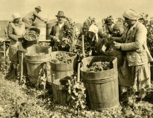 Colheita de vinho perto de Baden bei Wien, Baixa Áustria, c1935. de Unbekannt