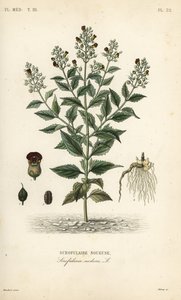 Scrophularia nodosa, Scrofulaire noueuse, Scrofulaire noueuse, Scrophularia nodosa de Unbekannt
