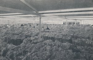 Lãs à venda em um showroom de Melbourne, 1923. de Unbekannt